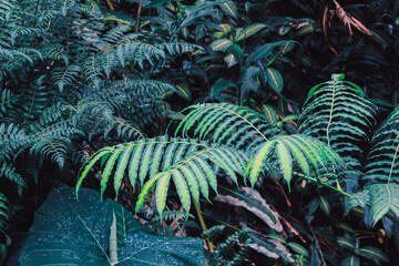 fern in the forest