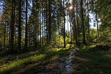 Fototapeta na wymiar Sun through the trees in a mountain forest