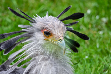 Fototapeta premium Portrait of a secretary bird - Sagittarius serpentarius 