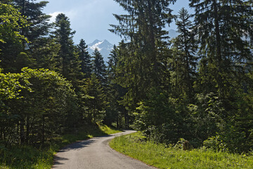 Fototapeta na wymiar A narrow mountain road runs through the forest