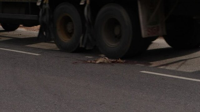 Close shot of truck tyre passing over dead body of animal