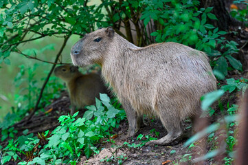 Capybara - Hydrochoerus hydrochaeris, the largest living rodent in the world 