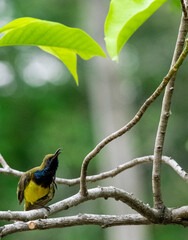 vertical small olive backed sunbird scratch body hanging on branch tree. beauty tiny bird yellow and blue color in garden.