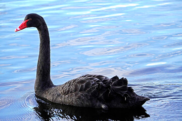 Naklejka premium black swan on the lake