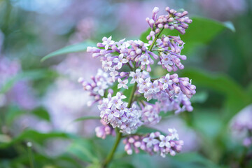 Branch of flowers of a lilac with green leaves