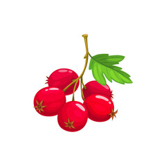 Hawthorn berries fruits, food from farm garden and wild forest isolated. Vector hawthorn berries with leaves, crataegus fruit, whitethorn branch. Thornapple, may-tree hawberry, red quickthorn - obrazy, fototapety, plakaty