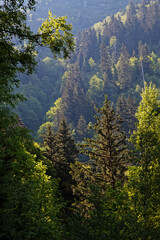 Trees and forest on the slopes of Belledonne mountain range