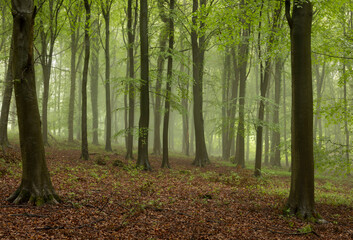 Fototapeta premium Misty woodland in Kingley Vale, South Downs, West Sussex, south east England
