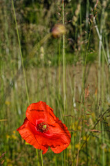 Lonely poppy in a mountain meadow