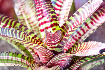 Bromeliad background or colorful aechmea fasciata close up