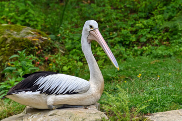 Australian pelican (Pelecanus conspicillatus), close up