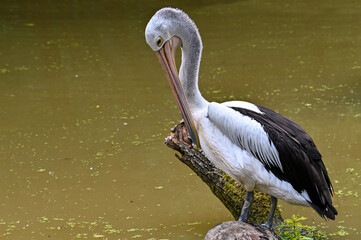 Australian pelican (Pelecanus conspicillatus), close up