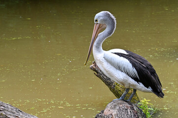 Australian pelican (Pelecanus conspicillatus), close up