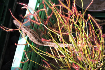 A wild sand lizard basking in the Sun between forked sundew leaves inside a plastic green crate
