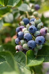 Blaubeeren