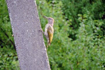 Naklejka na ściany i meble The juvenile European green woodpecker sitting on a concrete pylon, green blurred trees in the background 