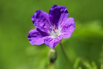 Mauve