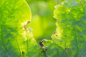 虫に食べられて傷んだ葉っぱ