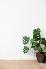 Green monstera plant and jute rug with white wall at home