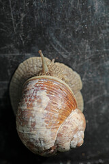 Schnirkel snail meets banded snail 