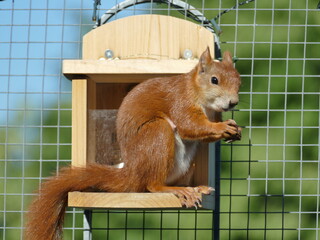 Eichhörnchen im Garten 6