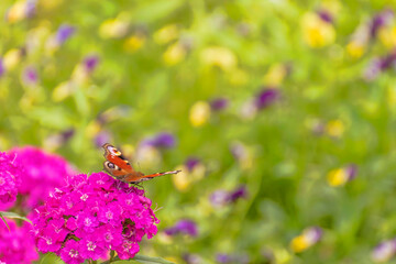 A butterfly sits on a carnation flower on a sunny summer day.
