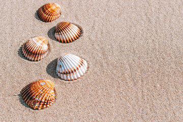 Summer background beach with seashells, starfishes on sand ocean background. Copy space. Road frame set.