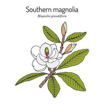 Southern magnolia or bull bay Magnolia grandiflora , state tree and flower of Mississippi.