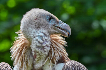 Griffon vulture (Gyps fulvus). Portrait. 