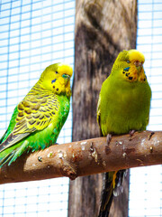 two parrots on a branch