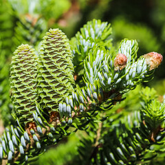 A branch of Korean fir with young cones in a spring garden © OLAYOLA