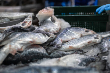 Frozen trout and salmon carcasses.