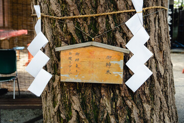 田無神社御神木のイチョウの木