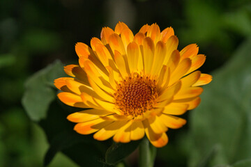 Gerbera flower of orange color isolated on green background.