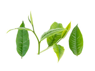 set of fresh tea leaves on a white,isolated