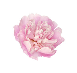 Pink peony flower isolated