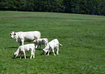 Obraz na płótnie Canvas Rinder auf der Weide mit einem Stier und Kälber