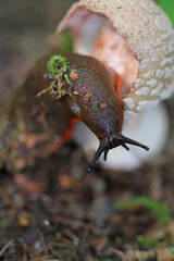 Common stinkhorn is eaten by the slug