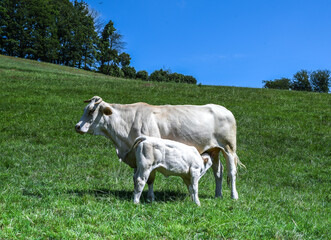 Naklejka na ściany i meble Rinder auf der Weide mit einem Stier und Kälber