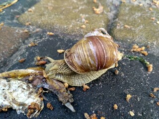 snail are eating