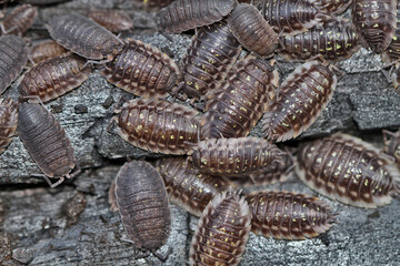 Oniscus asellus