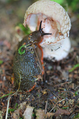 Common stinkhorn is eaten by the slug