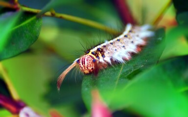 close up of caterpillar