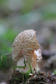 Common stinkhorn is eaten by the slug