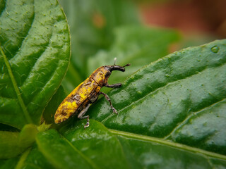 Small yellow coloured weevil on leaf