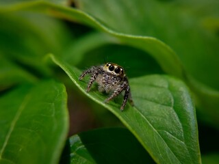 Heavy-bodied jumper⁣⁣
- Hyllus semicupreus