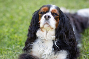 A Cavalier King Charles Spaniel dog outdoor