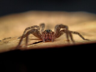 Small wandering spider - Ctenidae sp⁣⁣⁣
