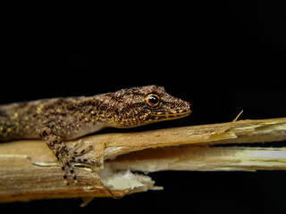 Mahabal’s day gecko (Cnemaspis mahabali⁣) is a dwarf gecko widely distributed in west Maharashtra.⁣
