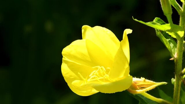 common evening primrose with flower